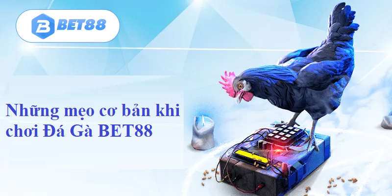 Những mẹo cơ bản khi chơi Đá Gà BET88 online